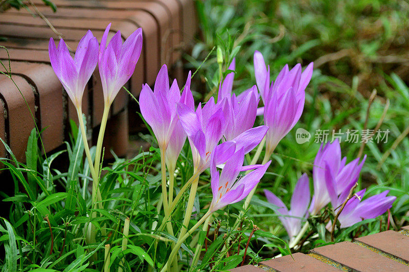 秋水仙/草地藏红花/秋番红花